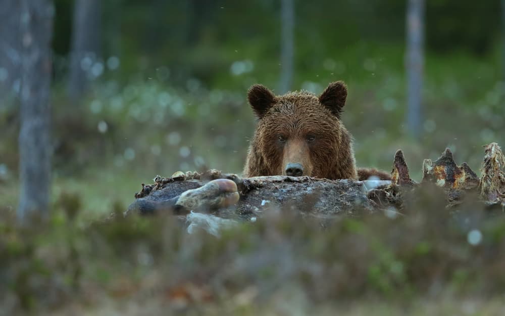 Watchful Forest Bear by Assaf Gavra — canvas wall art