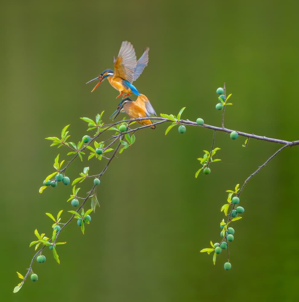 Two Kingfishers Landing by Alex Li — canvas wall art