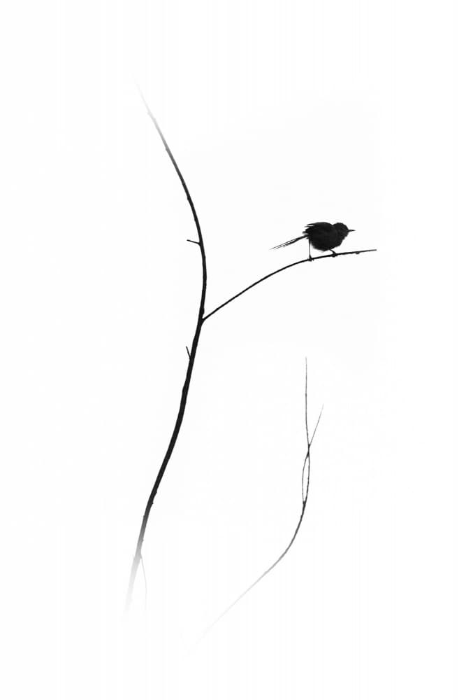 Little Bird Silhouette by swapnil deshpande — canvas wall art