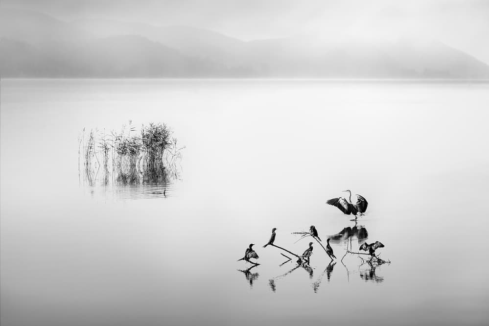 Misty Lake Birds by George Digalakis — canvas wall art