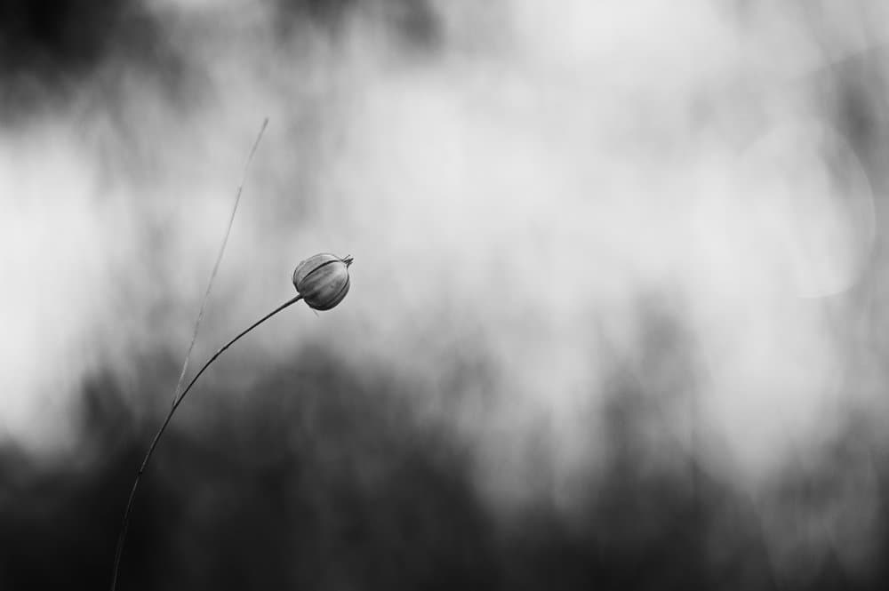 Monochrome Flower Grace by Lotte Grønkjær — canvas wall art