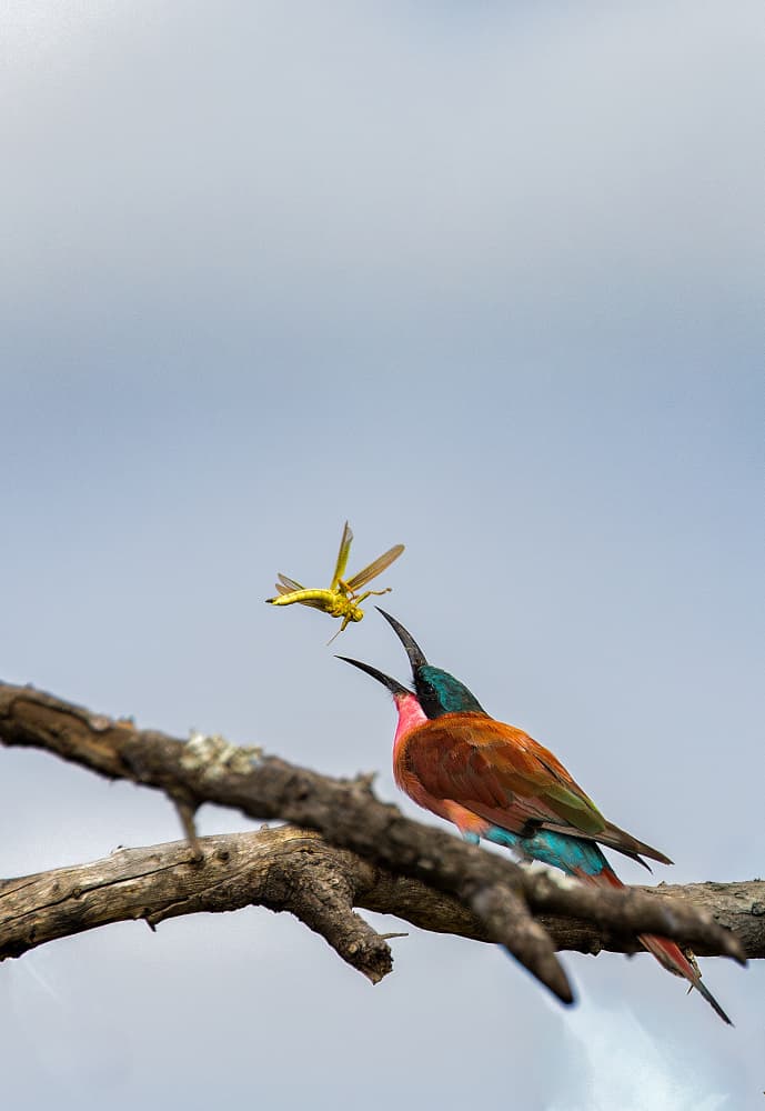 Bee-Eaters Catching Insect by Peet van den Berg — canvas wall art