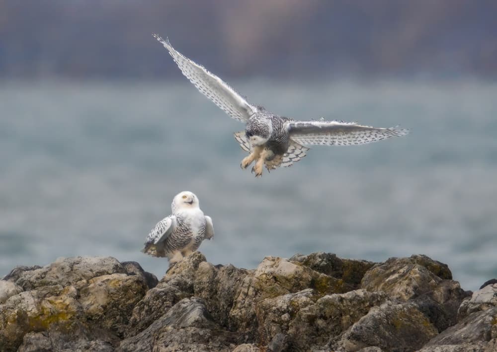 Snowy Owls In Flight by Yunqiang Li — canvas wall art