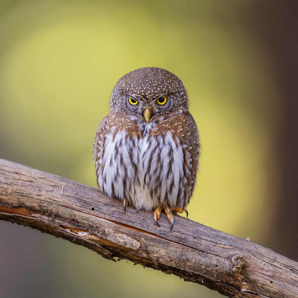 Intense Pygmy Owl by Taksing (吉星高照) — canvas wall art
