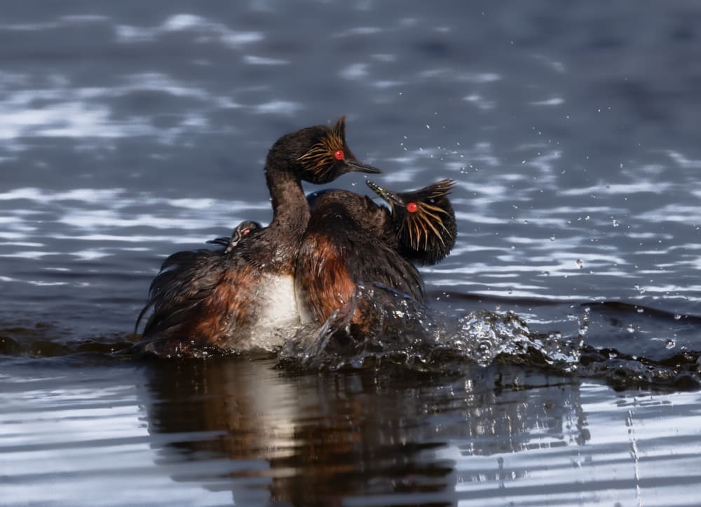 Eared Grebes Display by DonnaHom APA — canvas wall art