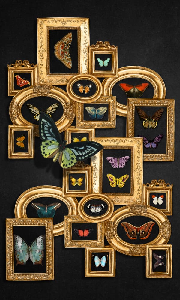 Butterflies in Golden Frames