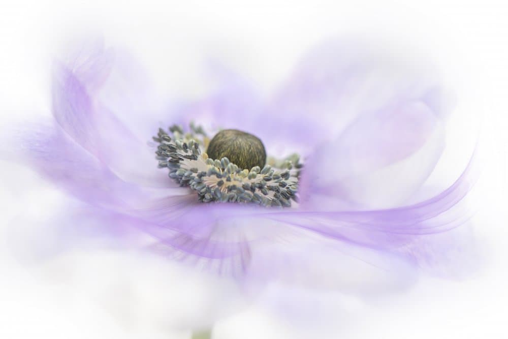 Soft Purple Anemone by Jacky Parker — canvas wall art