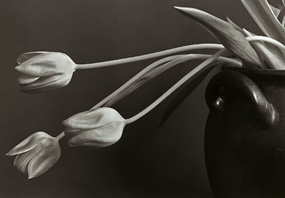 Graceful Tulips Still Life by Allan Wallberg — canvas wall art