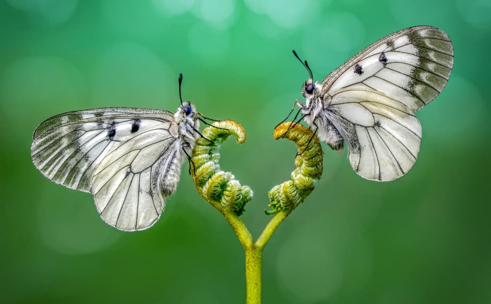 Butterflies on a Heart Fern by Mustafa öztürk — canvas wall art