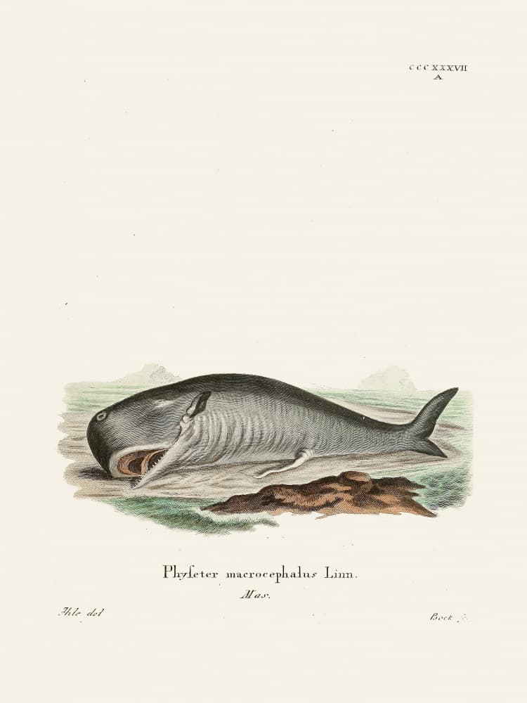 Sperm Whalejohann Andreas Wagener and Johann Christian Daniel Von Schreber. by Johann Christian Daniel Von Schreber — canvas wall art