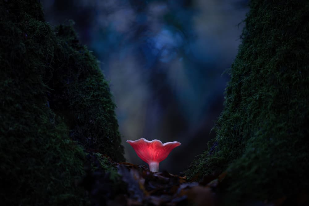 Glowing Forest Mushroom by Kutub Uddin — canvas wall art