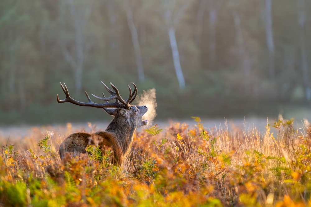 Stag's Misty Roar by Radojica Jevric fotorax — canvas wall art