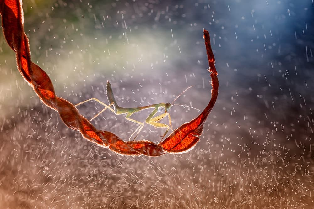 Praying Mantis Rain by Hendy Mp — canvas wall art