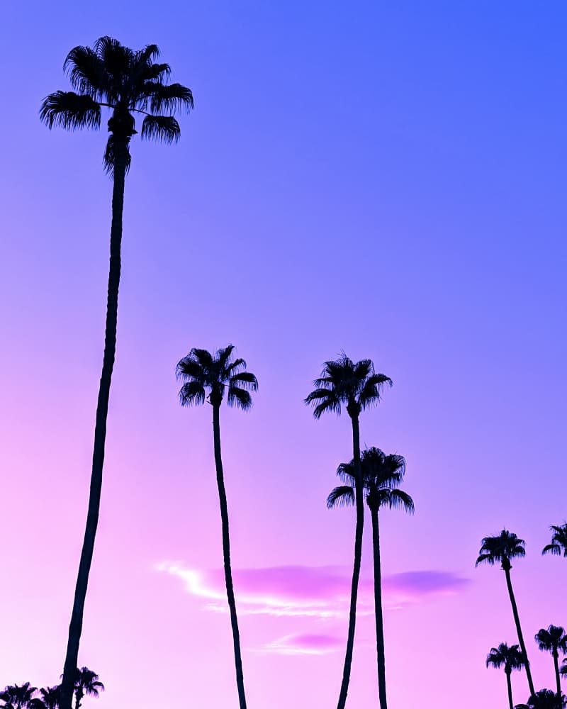 Palm Tree Sunset by Tom Windeknecht — canvas wall art