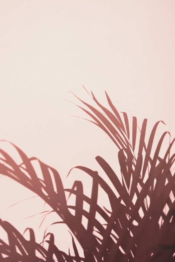Tropical Palm Shadows by Pictufy Studio III — canvas wall art