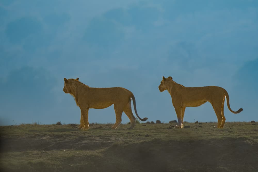 Lions On The Horizon by Etienne Steenkamp — canvas wall art