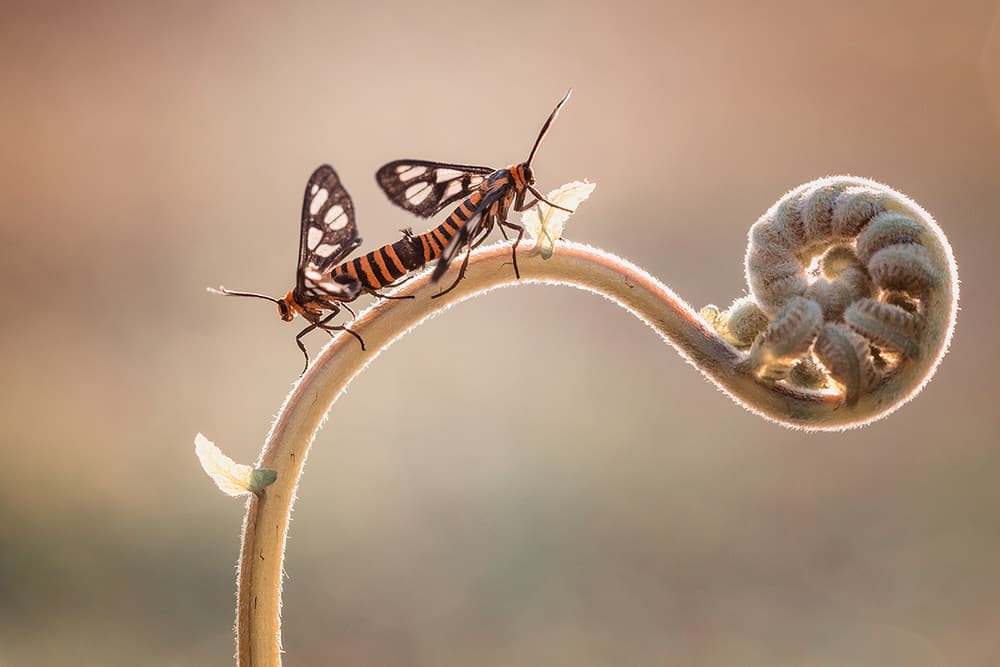 Mating Moths on Fern by Hendy Mp — canvas wall art