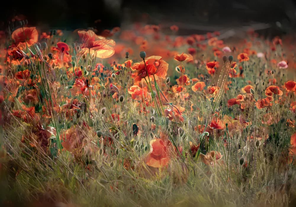 Poppy Field Glow by YoungIl Kim — canvas wall art