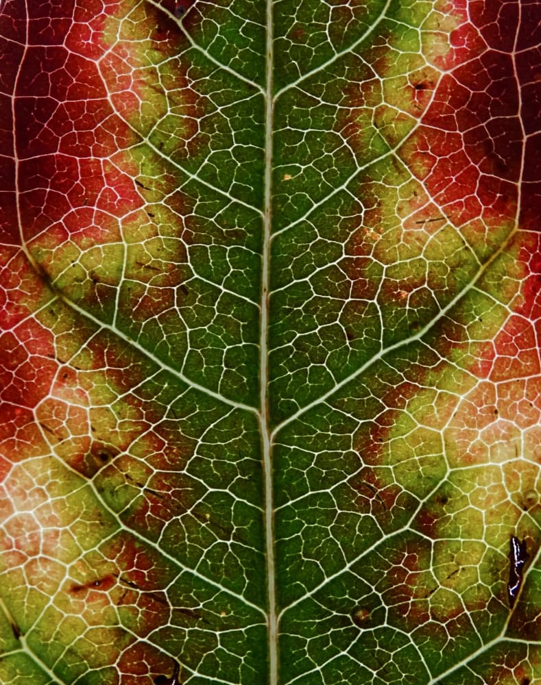 Vibrant Autumn Leaf Veins by Ivan Lesica — canvas wall art