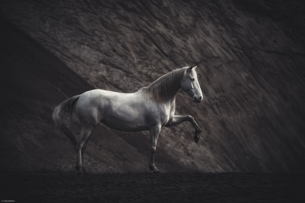 White Horse Black Sand by Heike Willers — canvas wall art