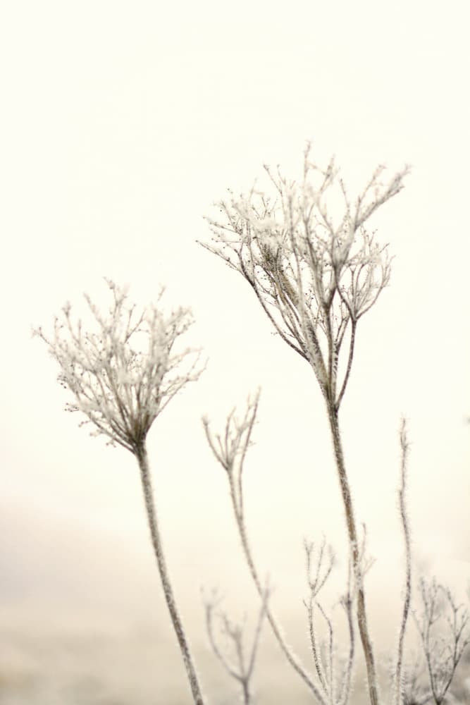 Delicate Winter Frost by Christina Sillen — canvas wall art