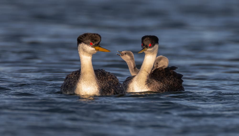 Grebe Family Bonding by Johnson Huang — canvas wall art