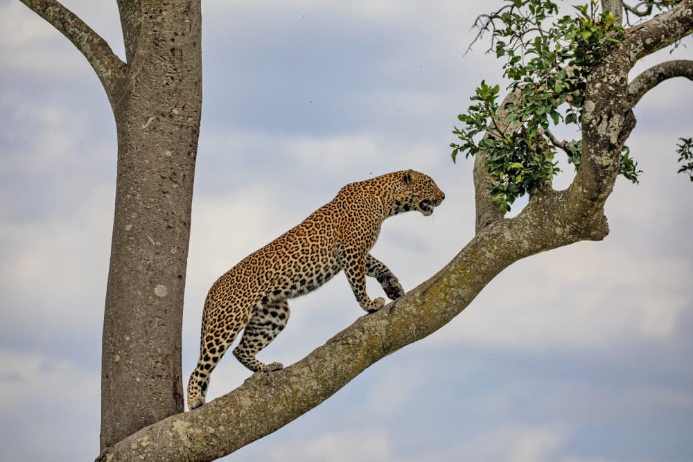 Majestic Leopard Tree Climb by Alessandro Catta — canvas wall art