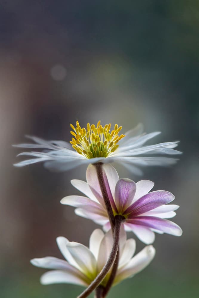 Delicate Spring Flowers by Jacky Parker — canvas wall art