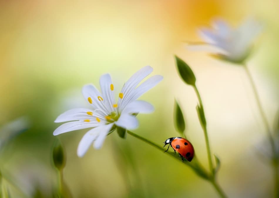Summer beauties by Mandy Disher — canvas wall art