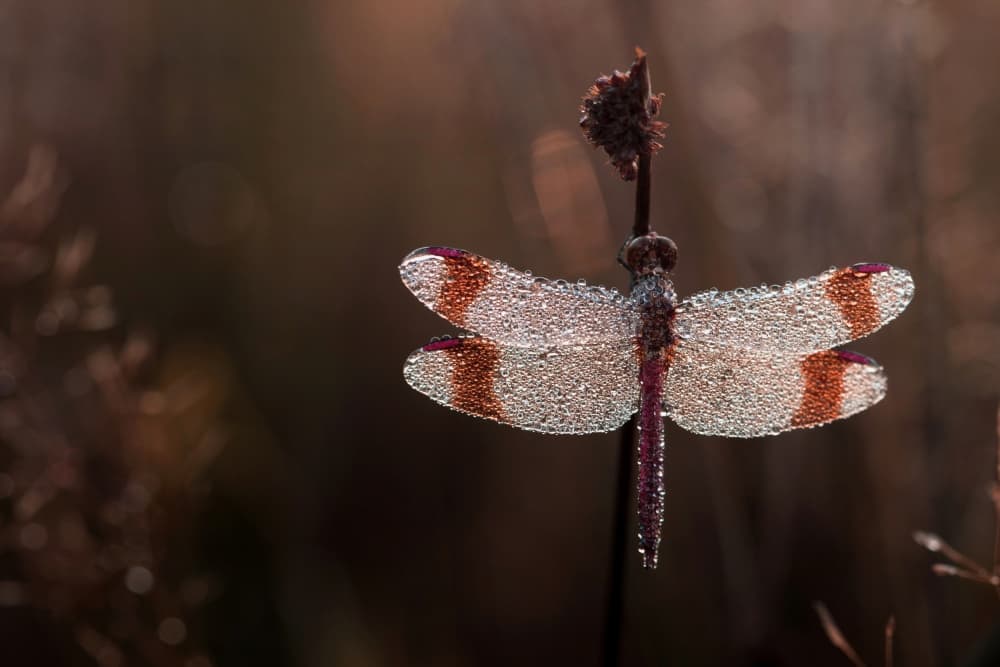 Sparkling Morning Dragonfly by Wil Mijer — canvas wall art