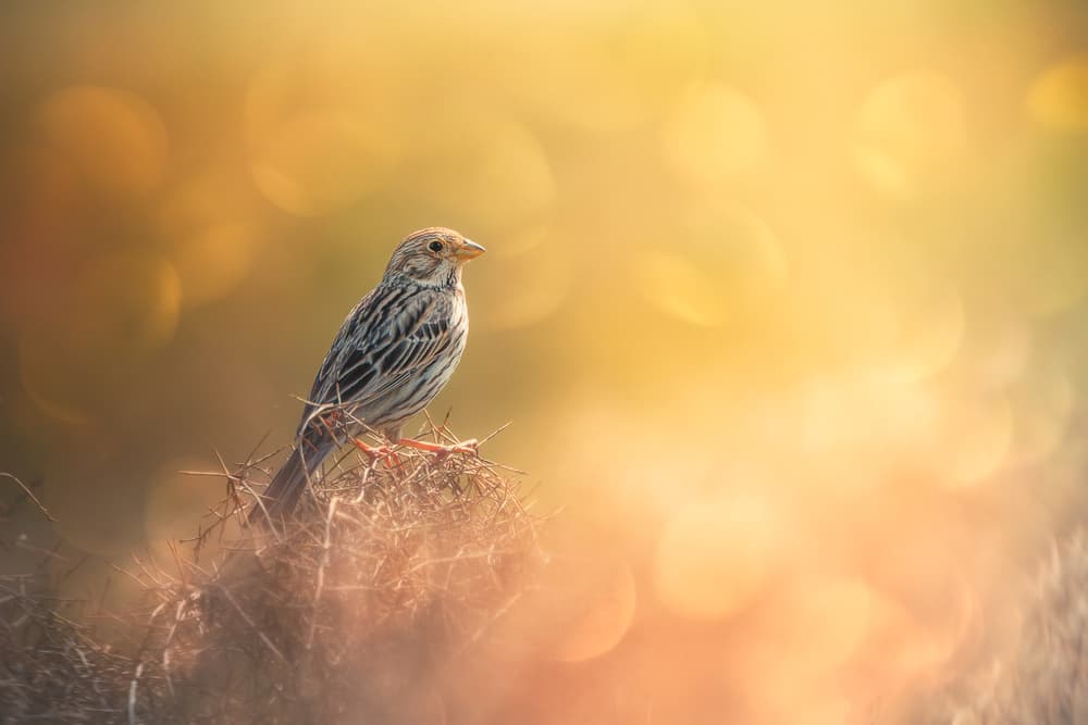 Sparrow In Golden Light by Sina Pezeshki — canvas wall art