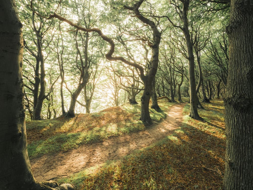 Magic Beech Wood by Stefan Hefele — canvas wall art