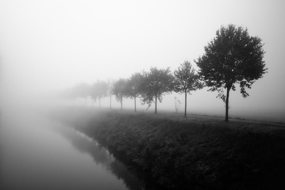 Misty Canal Trees by Christophe Staelens — canvas wall art