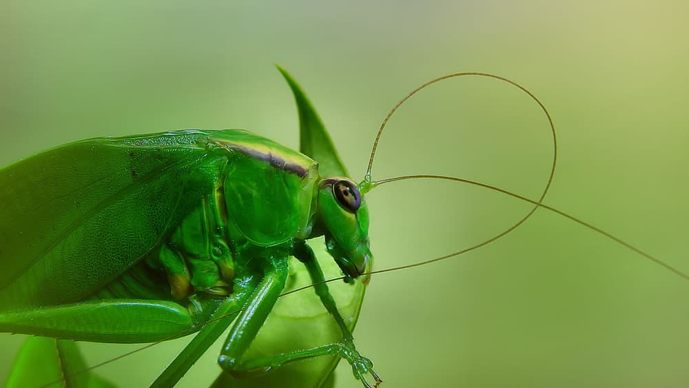 Vibrant Green Katydid by Jimmy Hoffman — canvas wall art
