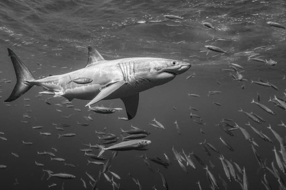 Great White Shark Underwater by Serge Melesan — canvas wall art