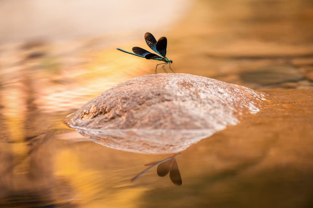 Blue Dragonfly Reflection by Ivy Deng — canvas wall art