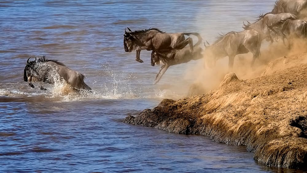 Wildebeest River Crossing by Hua Zhu — canvas wall art