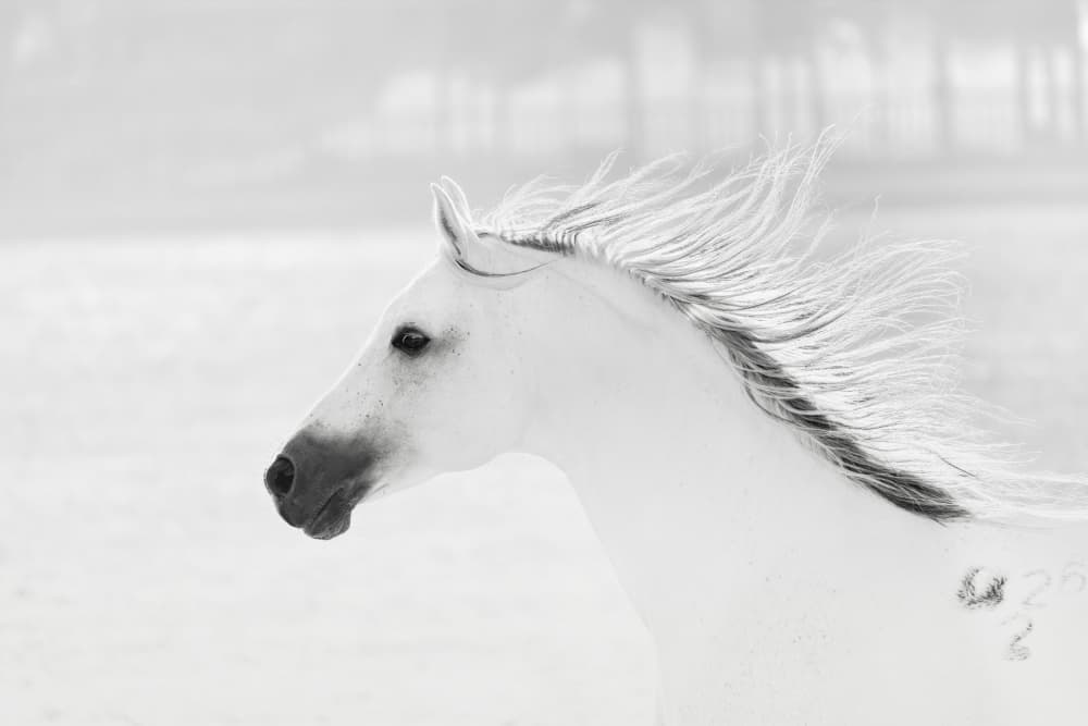 Graceful White Horse In Motion