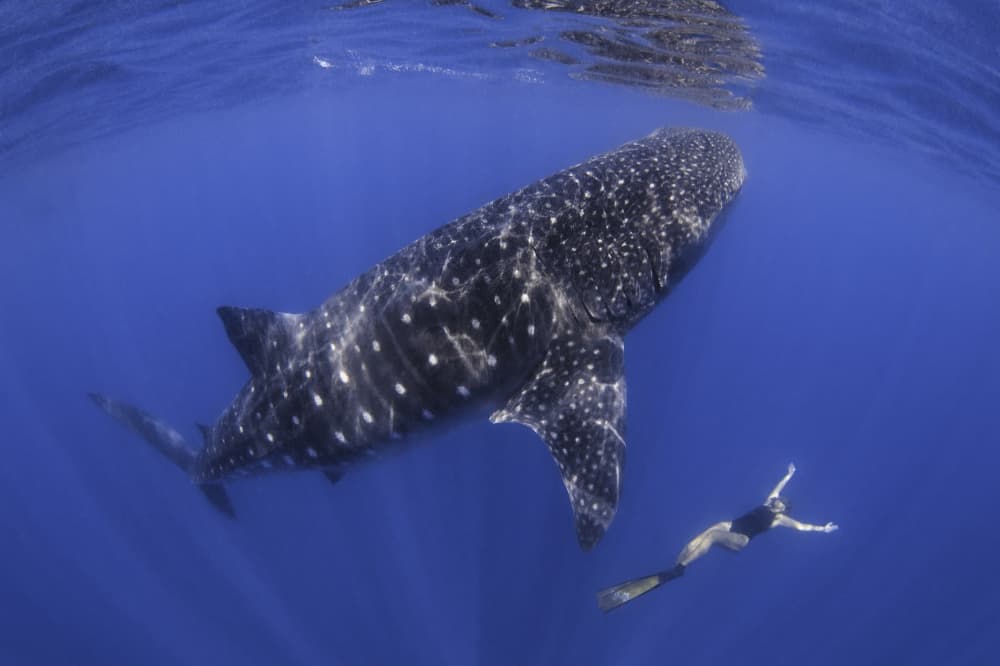 Whale Shark Encounter by Ken Kiefer — canvas wall art