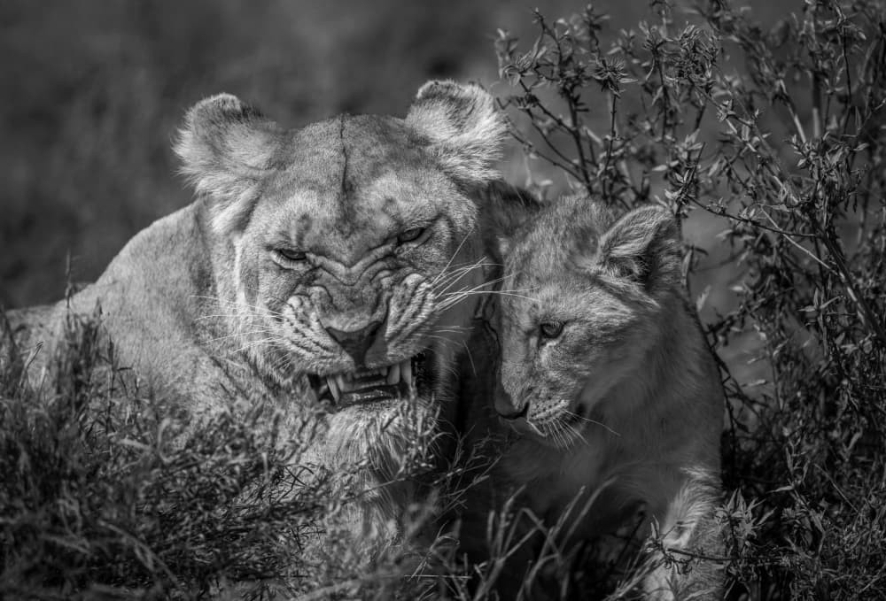 Fierce Lioness and Cub by Joanna W — canvas wall art