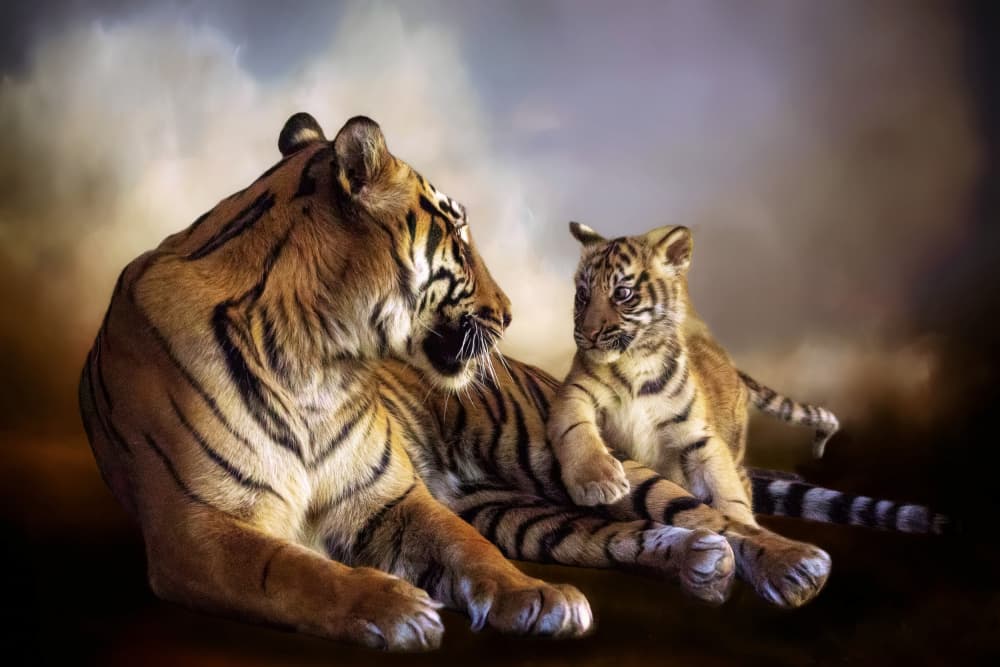 Tiger Mother and Cub by Barbara Fletcher — canvas wall art