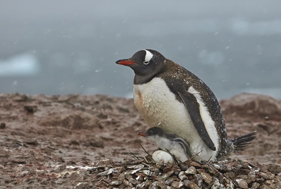 Penguin Family Snowy Nest by Sergey Kokinskiy — canvas wall art