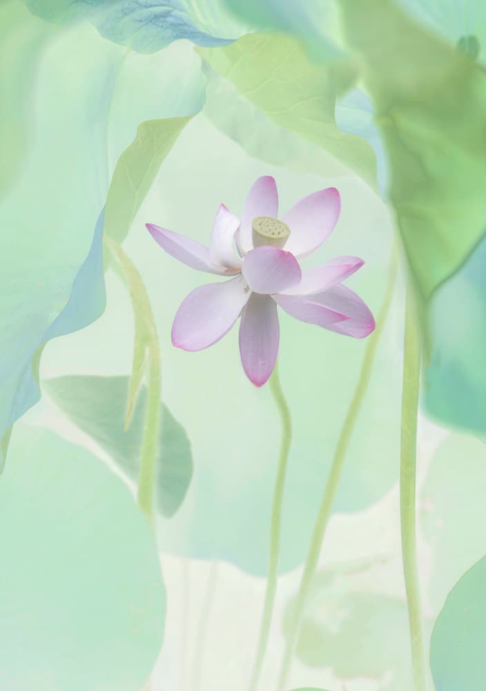 Serene Pink Lotus by Binbin L. — canvas wall art