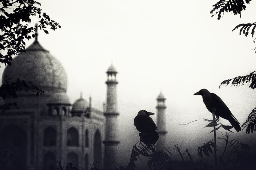 Crows Over Taj Mahal by Piet Flour — canvas wall art