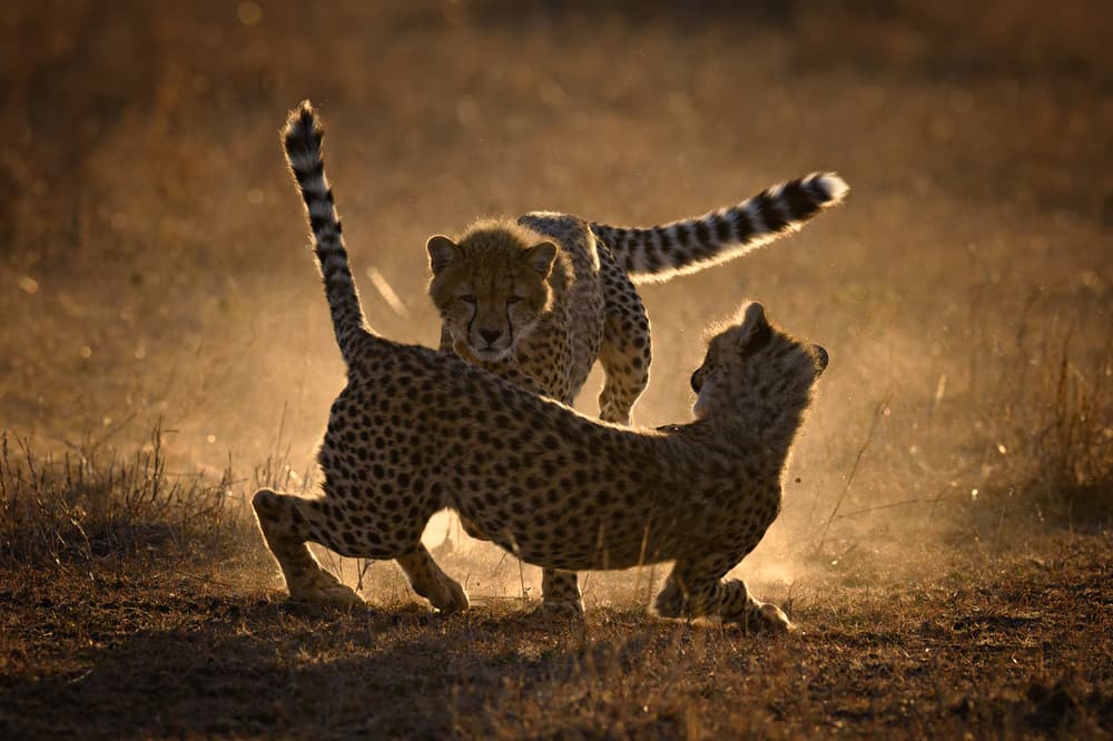 Playful Cheetah Cubs by Mario Vigo — canvas wall art