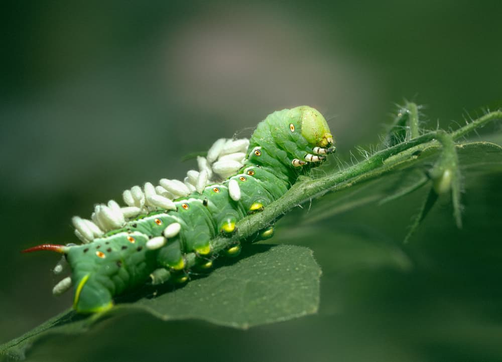 Green Hornworm Parasite Drama by Molly Fu APA — canvas wall art