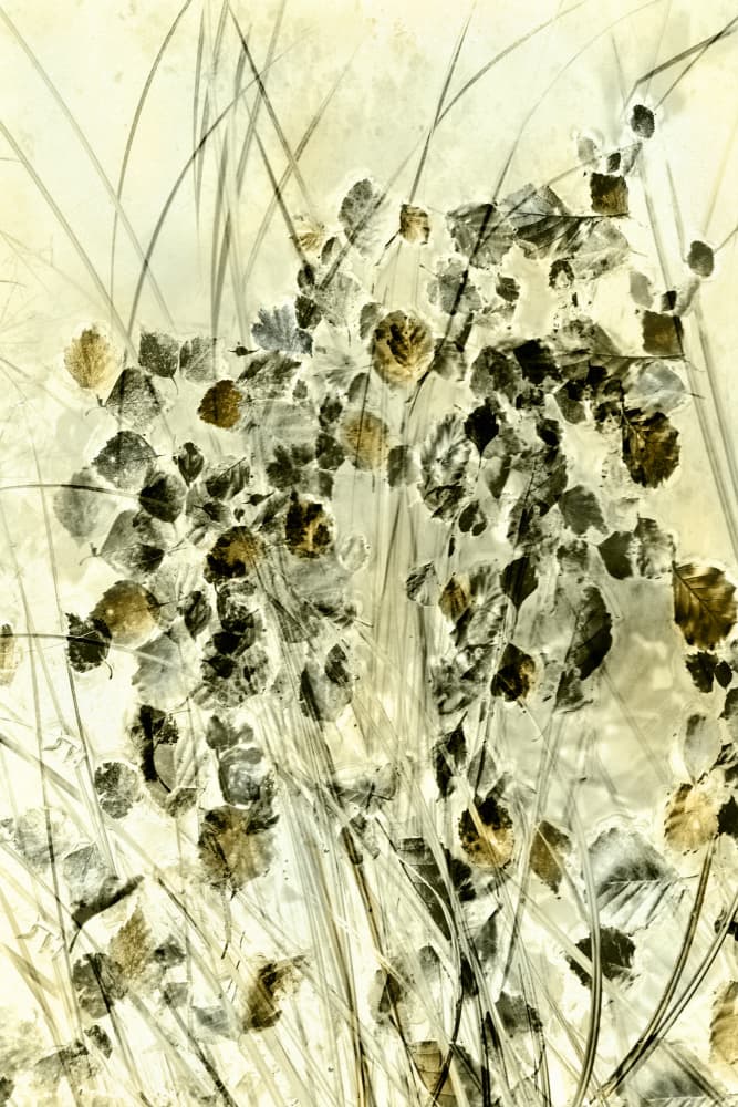 Ethereal Botanical Forms by Christina Sillen — canvas wall art