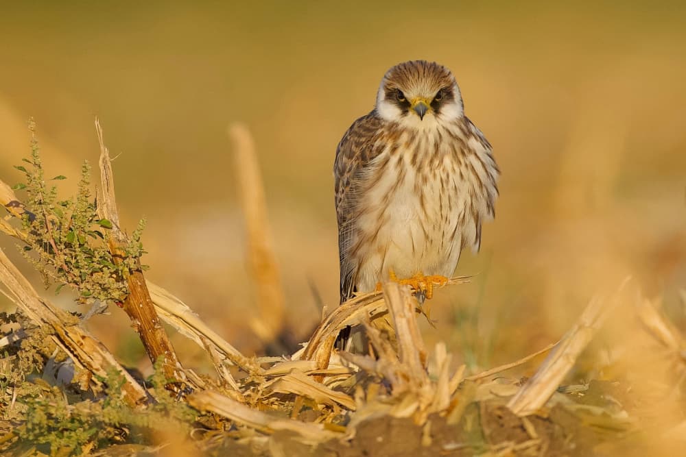 Alert Kestrel Gaze by David Manusevich — canvas wall art