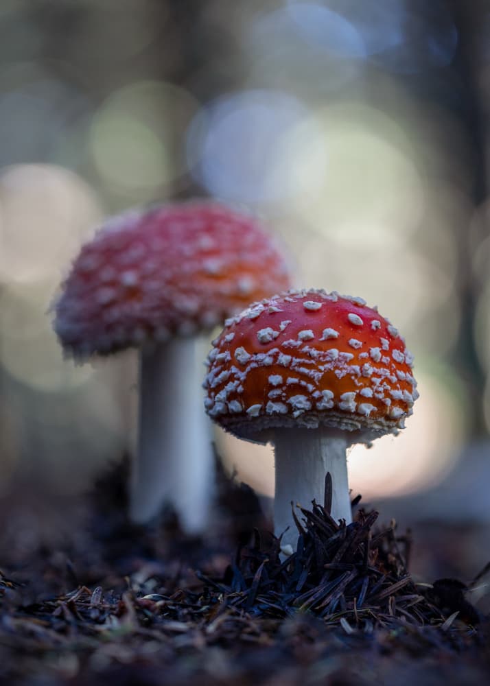Vibrant Woodland Mushrooms by Sergio Barboni — canvas wall art