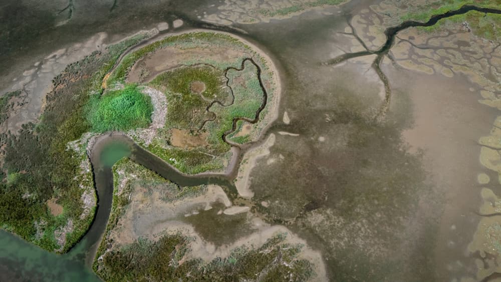 Intricate Marshland Patterns by Primož Kožuh — canvas wall art